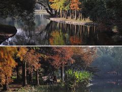 -上海共青森林公园