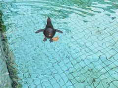 -上海野生动物园老虎餐厅