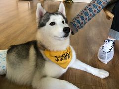 -Husky Go! 哈士奇体验馆·宠物咖啡厅狗咖