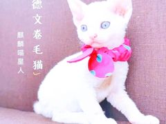 -十年猫舍·猫咪专门店(普陀店)