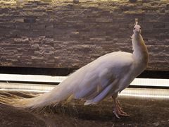 -西双版纳融创皇冠假日度假酒店