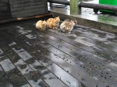 -白马涧龙池景区