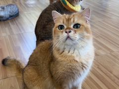 -喵小馆·猫咖狗咖猪咖·饮品店