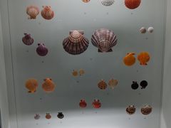 -青岛贝壳博物馆