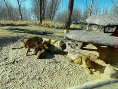 -北京野生动物园