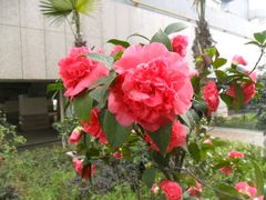 -咸宁万豪温泉谷度假区