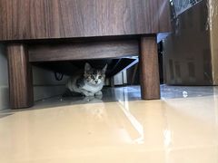 -纳吉亚猫专科动物诊疗中心(蒋宅口分院)