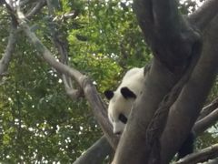 -成都大熊猫繁育研究基地