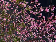 -田趣园长沙菜(天安云谷店)