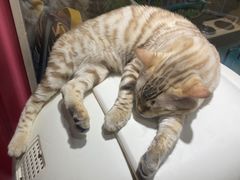 -猫小院猫主题餐厅(三里屯店)