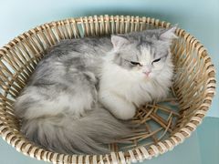 -怪兽屋·羊驼·猫咖·狗咖(俊华广场店)