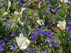 -红梅公园