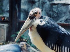 -北京动物园熊猫馆