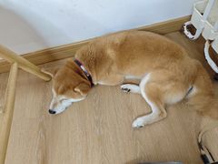 -是阿柴呀！柴犬咖啡·爱喵喵猫咖