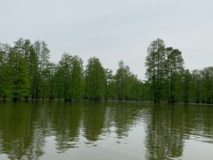 -池杉湖湿地公园