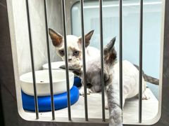 -山宅一喵德文卷毛猫舍