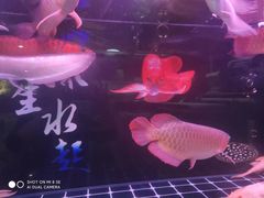 -苏州艺都古玩花鸟市场