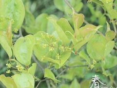 -大罗山风景区