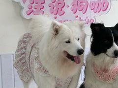-汪说·狗咖·拼豆·宠物周边DIY(旺城大厦店)