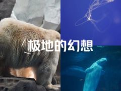 -海合安武汉极地海洋公园
