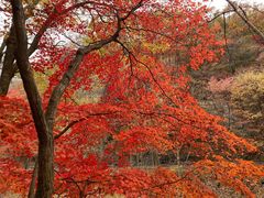 -关门山森林公园