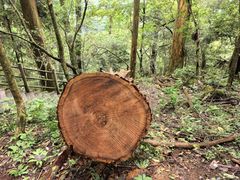 -天目山大树王景区