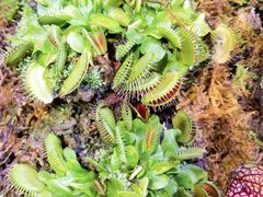 -正佳雨林生态植物园