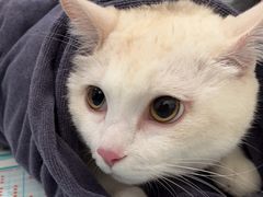 -伟伟宠物医院·CT影像中心·瑞派犬猫综合性门诊(汉口总院)
