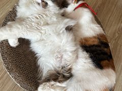 -汪喵宠物医院·骨科心脏影像·犬猫急重症ICU诊疗中心(成华分院)