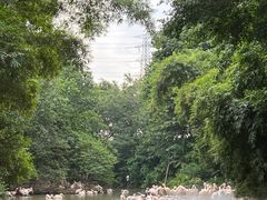 -广州长隆飞鸟乐园