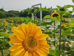 -花开海上生态园