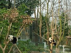 -成都大熊猫繁育研究基地