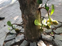 -海南槟榔谷黎苗文化旅游区