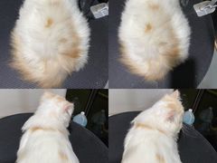 -屋虎猫馆(宝安大仟里店)