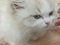 -帕帕拉兹宠物(亚洲旗舰店)