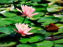-白鹭湾湿地公园