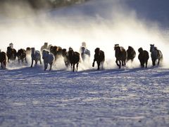 -塞罕坝国家级自然保护区