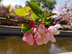 -海棠花溪(元大都城垣遗址公园)