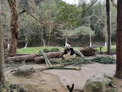 -都江堰中华大熊猫苑