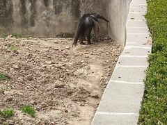-上海野生动物园