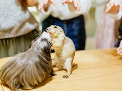 -藦茜花园宠物主题亲子互动体验馆(国顺东路店)