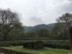 -龙井村