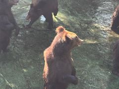 -深圳野生动物园