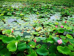 -天津东丽湖风景区