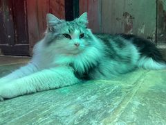-猫咪博物馆(顶澳仔猫街店)