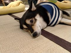 -逗柴咖啡屋·狗咖猫咖宠物桌游