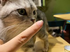 -猫猫幼稚园·撸猫·桌游·电玩