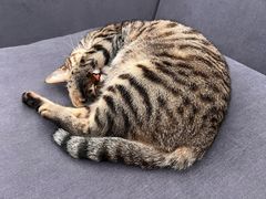 -艾贝尔宠物医院·24H转诊中心·肿瘤猫专科(江宁双龙店)