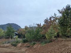 -千年银杏谷文化旅游区