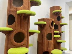 -青奢宠物·青奢猫舍